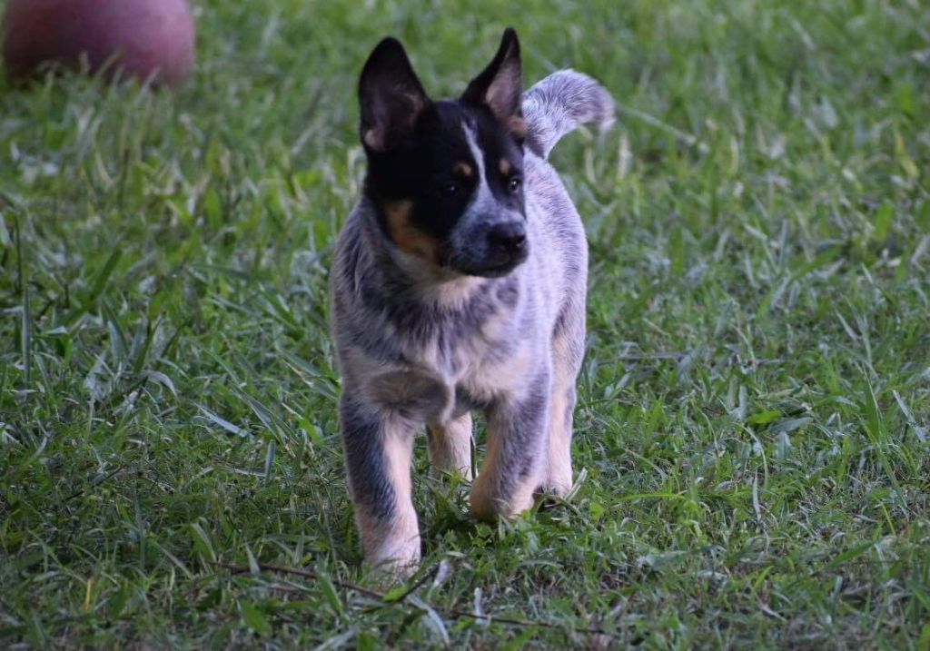 austrax Gem of suzie blue